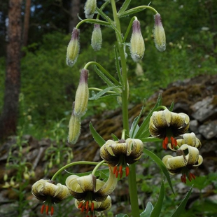 Lilium ciliatum  @North-east Turkey